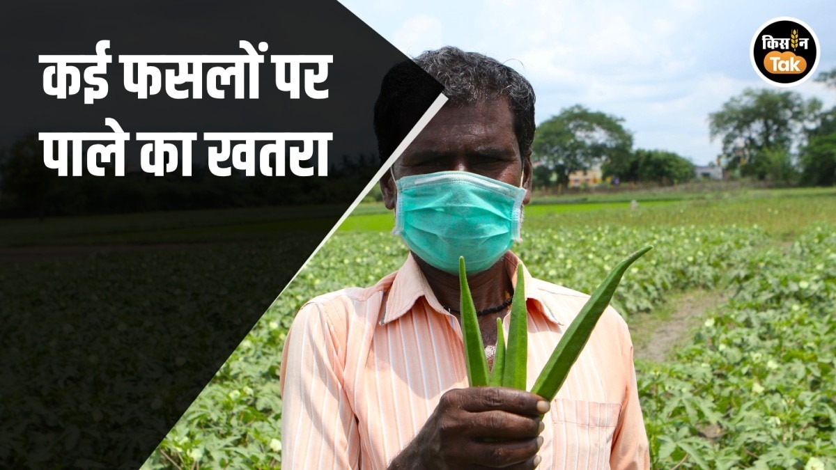 frost attack on crops