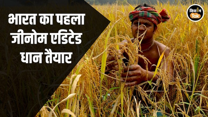 genome edited paddy