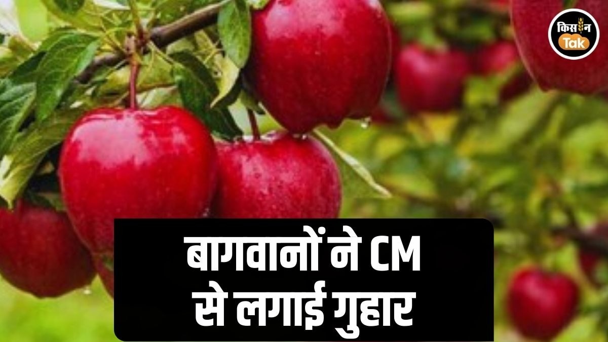 Fruit Import: FTA में सेब, कीवी, नाशपाती के 'सस्‍ते आयात' पर बिफरे किसान, CM से लगाई गुहार