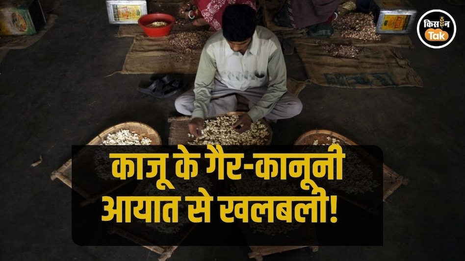 Cashew Import: काजू का गैर-कानूनी आयात! परेशान ट्रेडर्स ने लिखी सरकार को चिट्ठी, की बड़ी अपील Cashew Import: काजू का गैर-कानूनी आयात! परेशान ट्रेडर्स ने लिखी सरकार को चिट्ठी, की बड़ी अपील