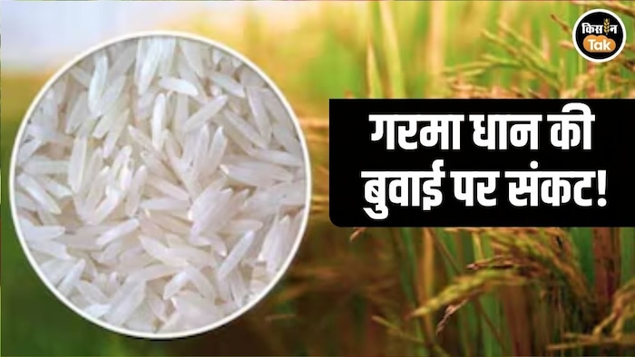 Summer Paddy Ban Uttarakhand Terai Region