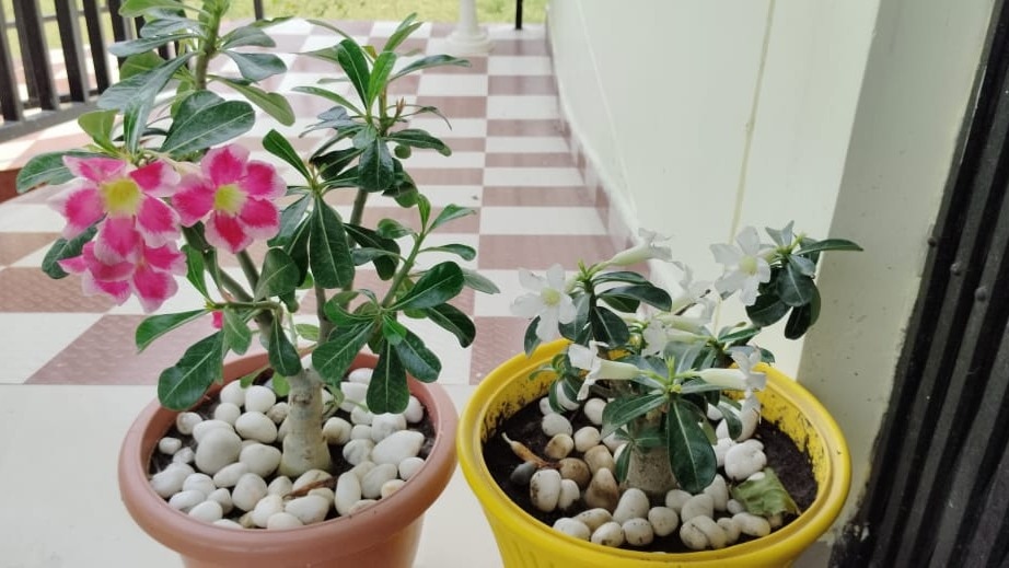 25 रुपये लागत, 300 रुपये तक बिक्री: यहां समझें एडेनियम नर्सरी बिजनेस का पूरा गणित