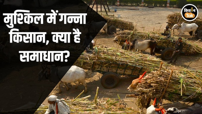 Bihar sugar mills revival