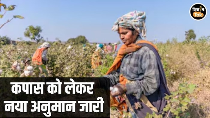 Cotton Production Estimate