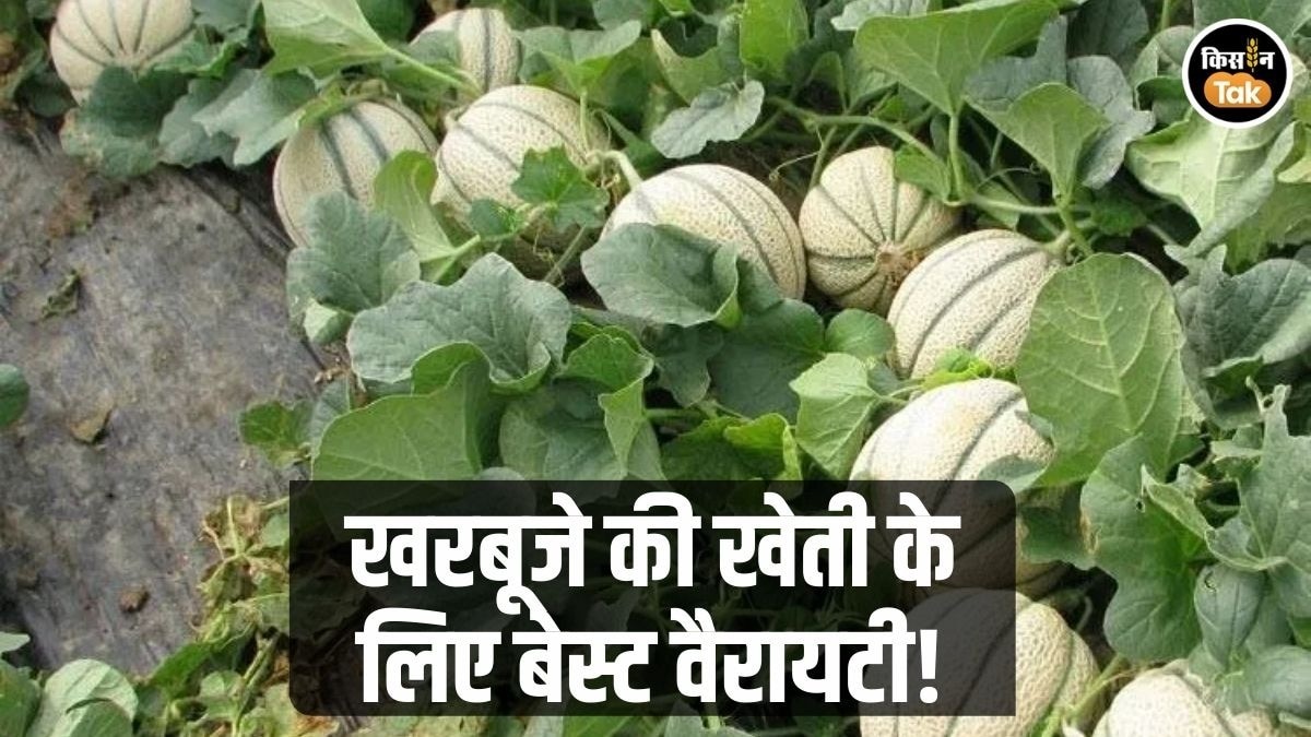 खरबूजे की खेती
