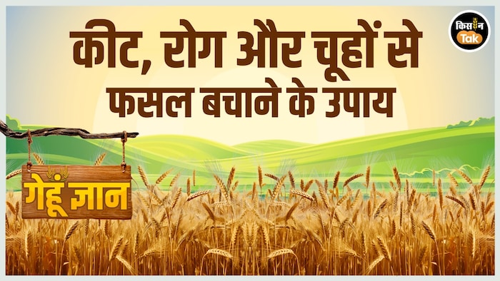 wheat farming tips