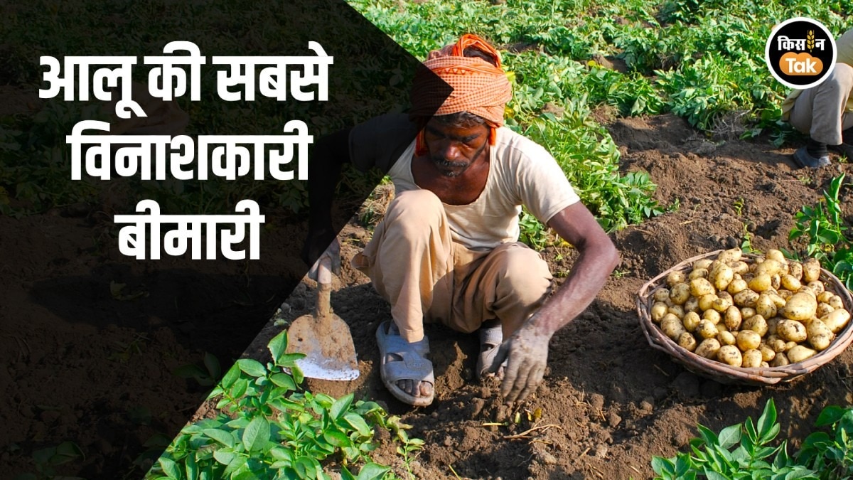 Potato Disease: आलू में 'आग' की तरह फैलती है यह बीमारी, समय रहते पहचानें, वरना हो जाएगा नुकसान