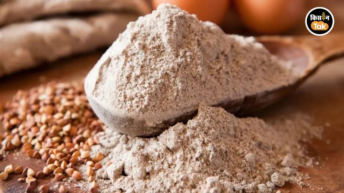 Wheat Flour Export: भारत ने खोला गेहूं आटे के निर्यात का रास्ता, इतने लाख टन भेजने की तैयारी