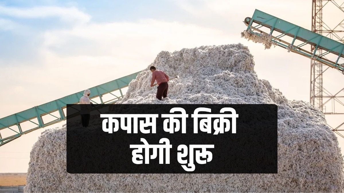 cotton corporation of india