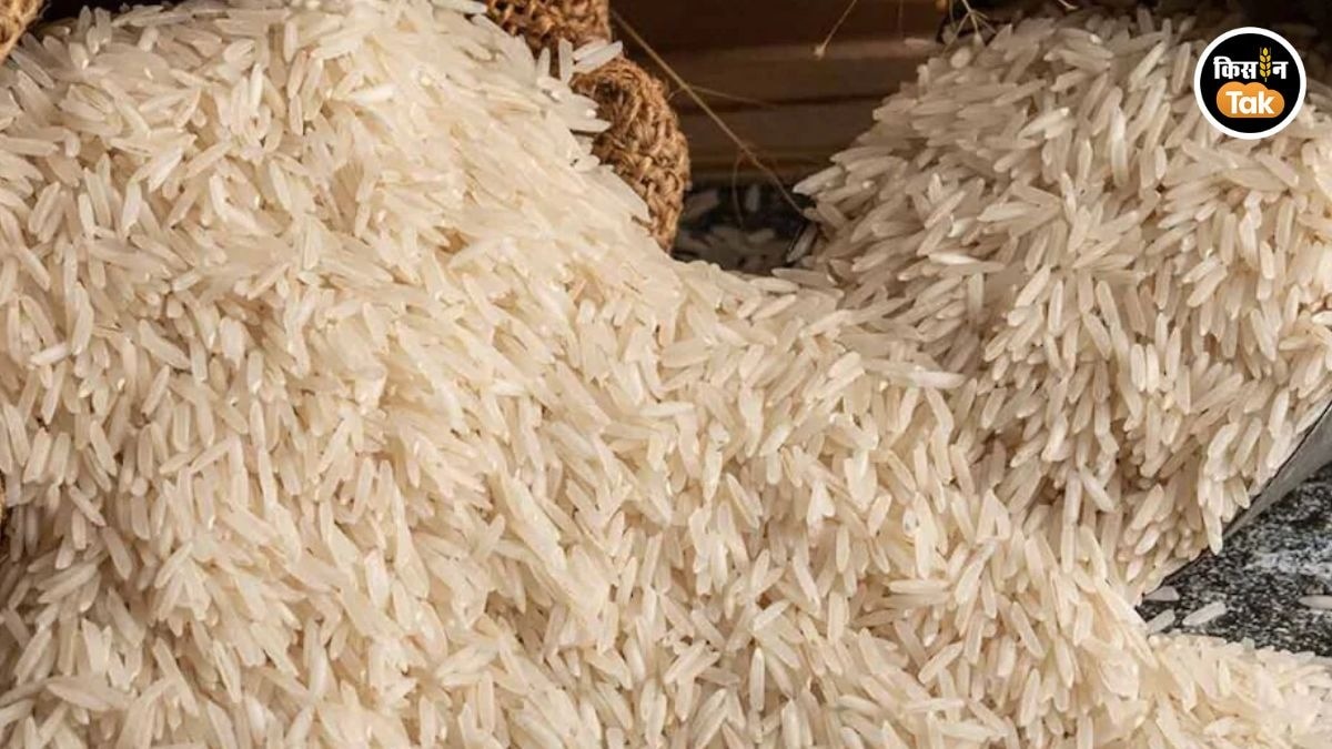 Rice Export Curbs