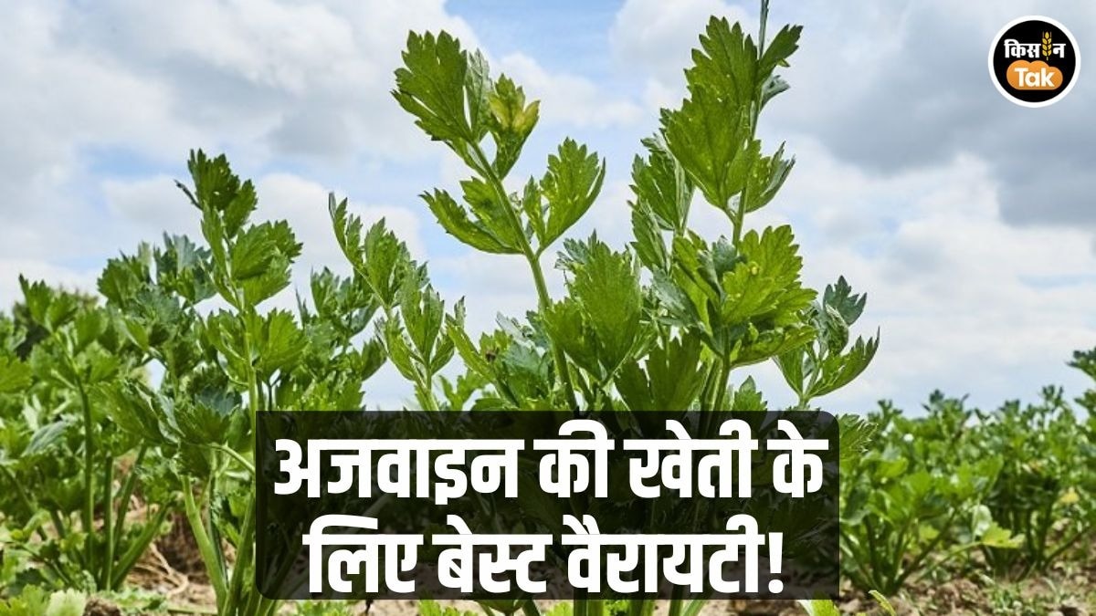 किसानों के लिए फायदे का सौदा है अजवाइन की खेती, मात्र 30 रुपये में यहां से खरीदें बीज