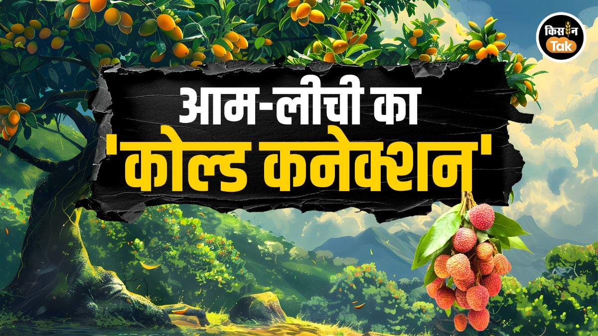 mango and litchi orchard