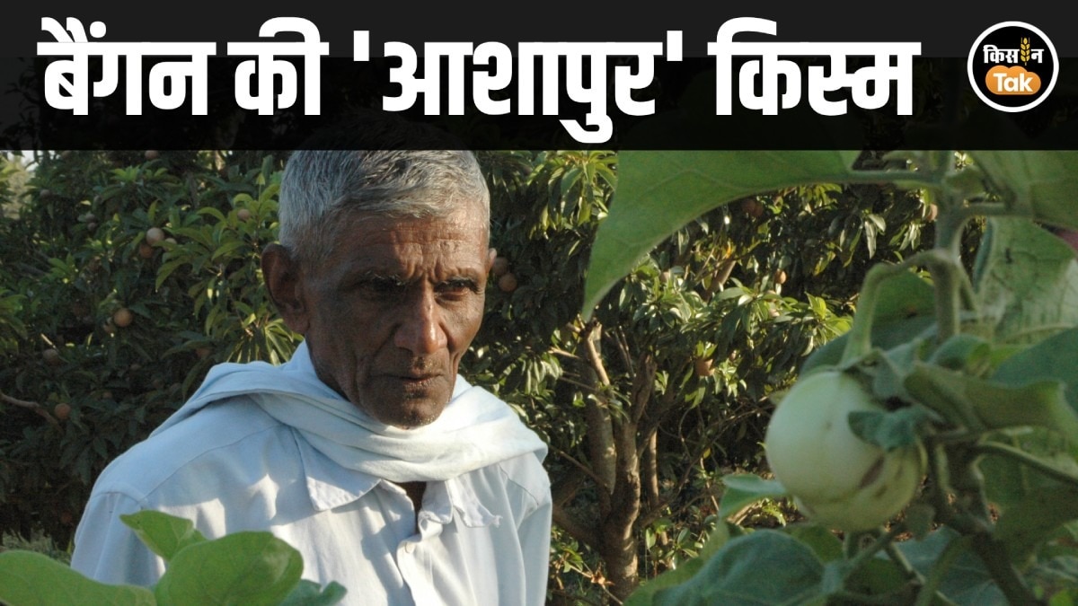 ashapur brinjal variety