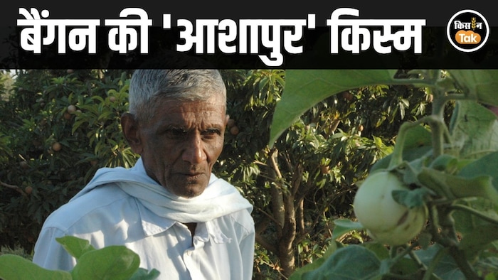 ashapur brinjal variety