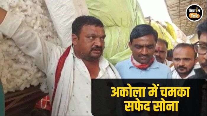 8 हजार पार पहुंचा कपास का दाम