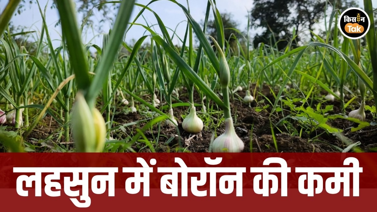 garlic farming