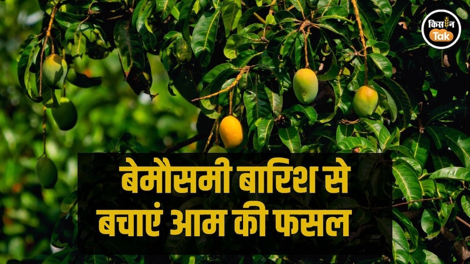 Mango Farming: दक्षिण गुजरात में बारिश के आसार, आम के किसान जरूर करें ये खास उपाय Mango Farming: दक्षिण गुजरात में बारिश के आसार, आम के किसान जरूर करें ये खास उपाय