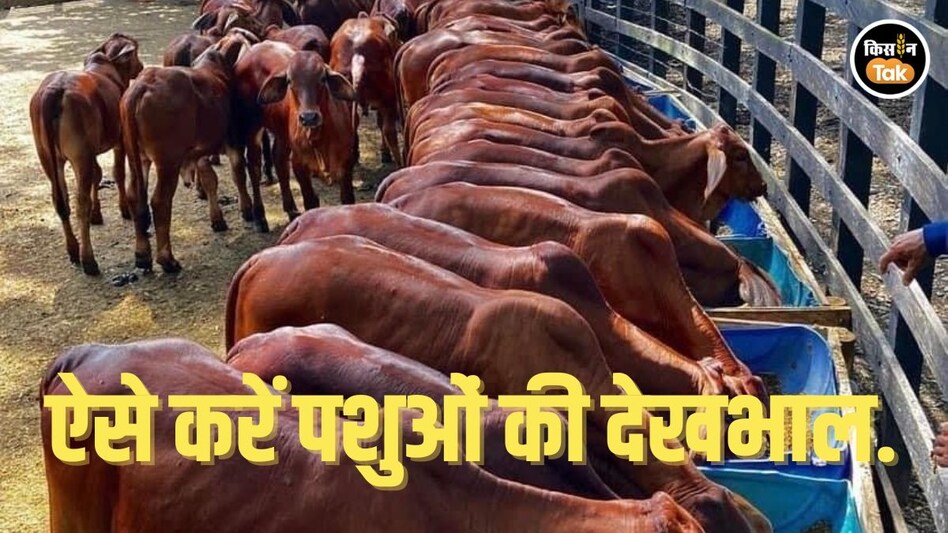 Cow Care in Disease: धूप में तेजी आते ही गायों में दिखाई दें ये 7 लक्षण तो हो जाएं अलर्ट Cow Care in Disease: धूप में तेजी आते ही गायों में दिखाई दें ये 7 लक्षण तो हो जाएं अलर्ट