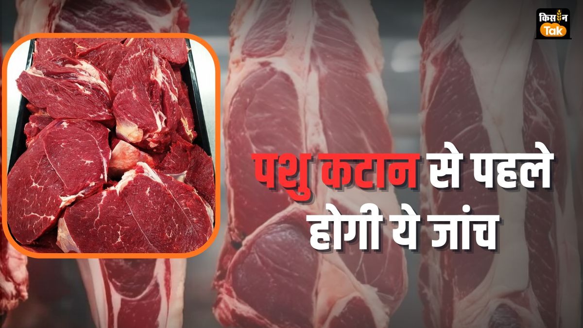 Meat Traceability System: एक्सपोर्ट के लिए जरूरी है मीट ट्रेसेबिलिटी सिस्टम, मिलेंगी ये जरूरी जानकारियां 