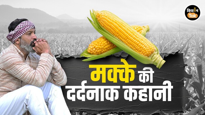 Bihar Maize Crisis