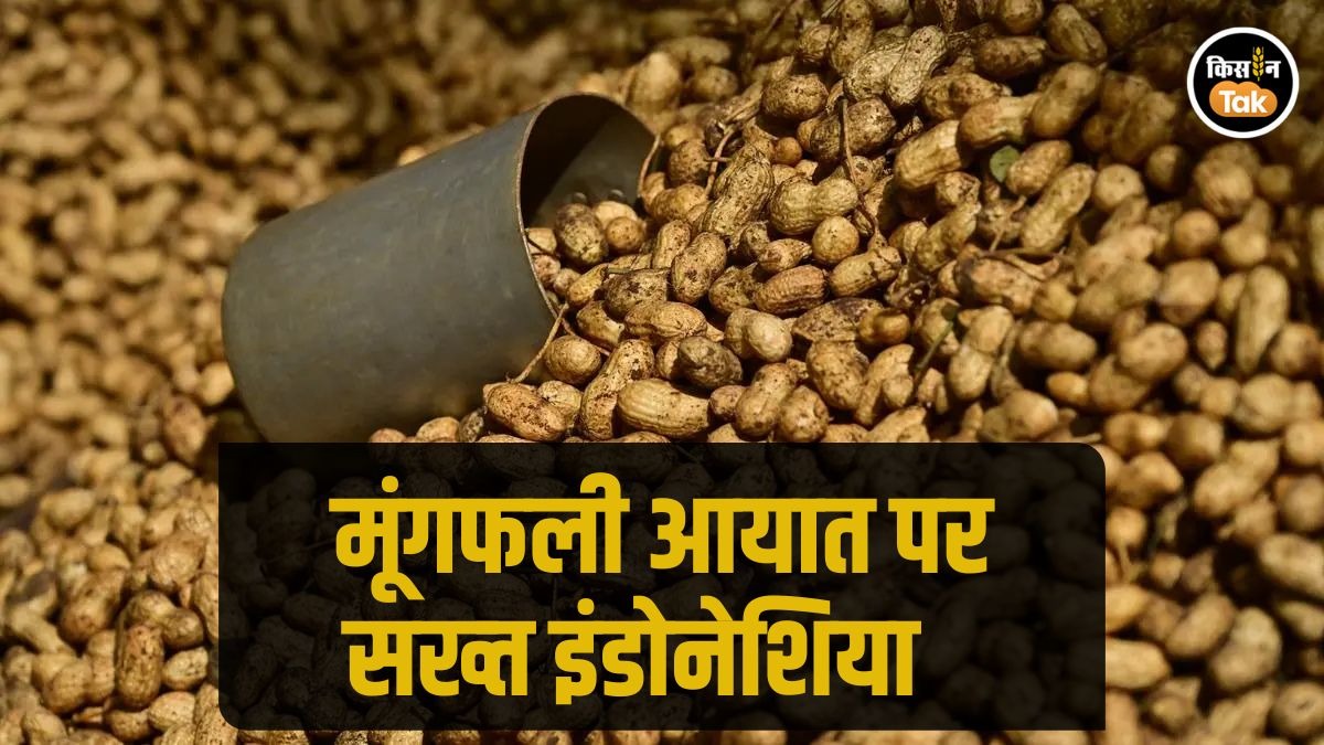 Groundnut Import: इंडोनेशिया में अवैध तरीके से लाई जा रही थी भारत से मूंगफली, पता लगा तो हुई कार्रवाई 