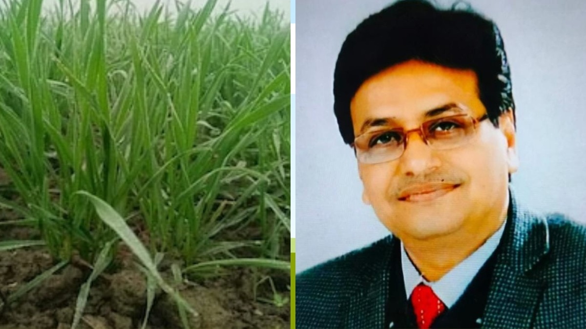इस खास टिप्स से 'गेहूं की फसल' का बढ़ेगा उत्पादन, कानपुर के कृषि वैज्ञानिक ने जारी की एडवाइजरी