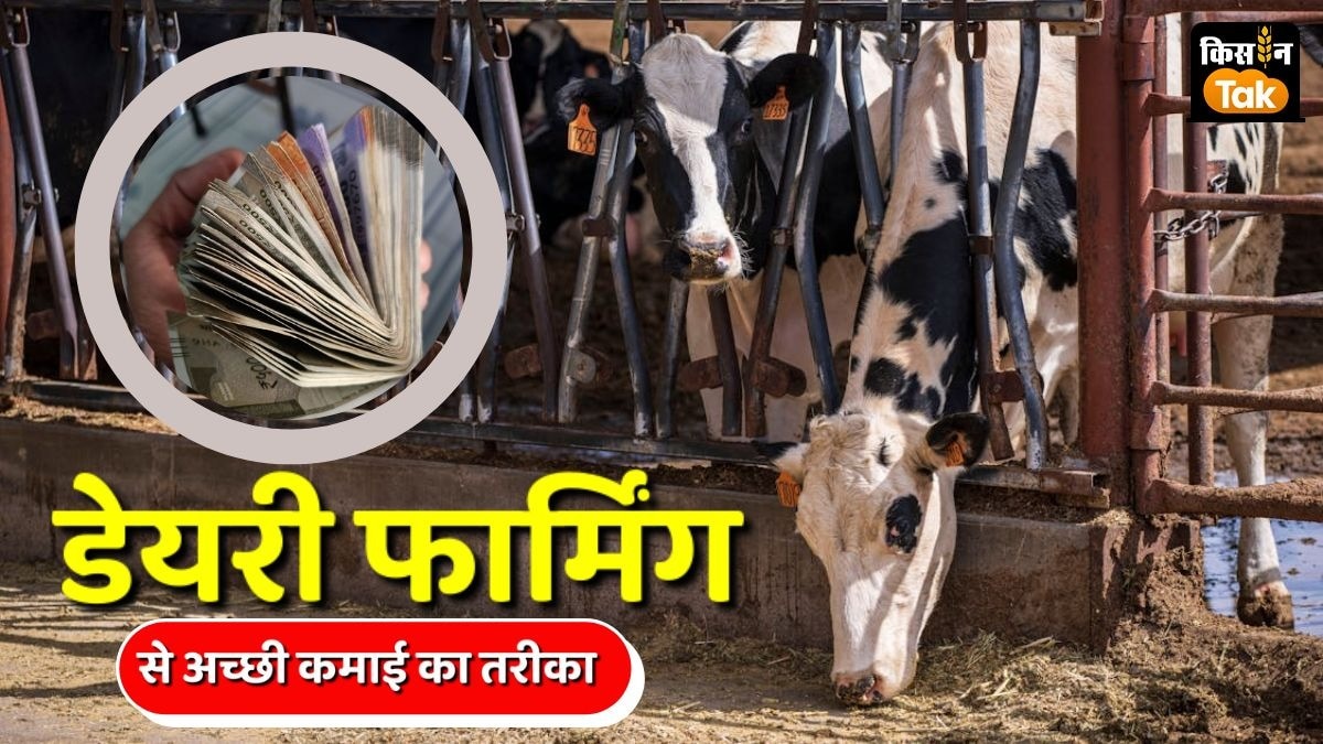 Dairy Milking Tips: गाय-भैंस की देखभाल से जुड़े ये तीन काम किए तो नहीं फैलेंगी बीमारियां