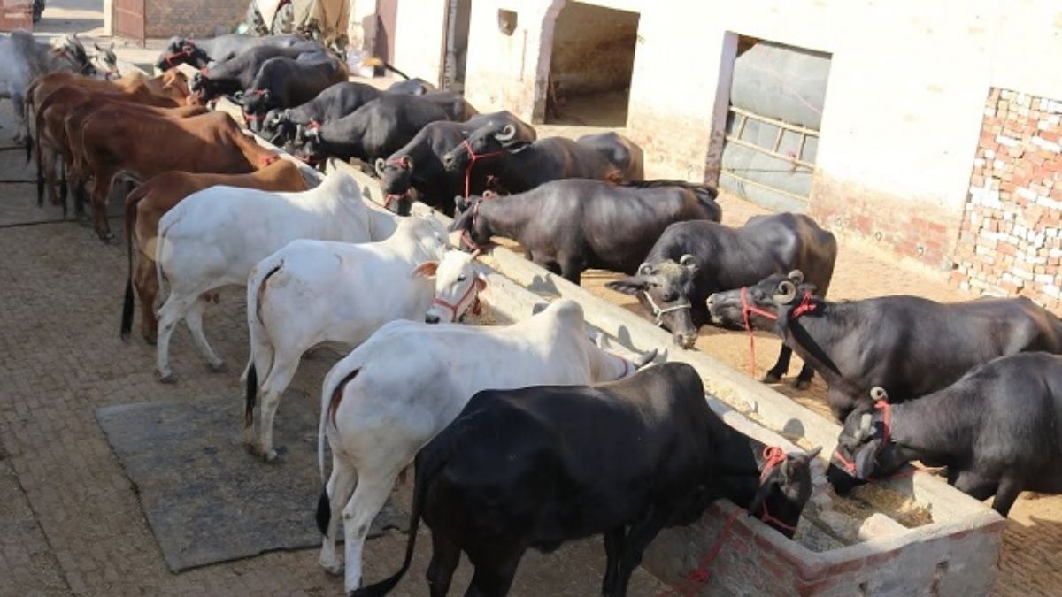 Dairy Product Brand: पशुपालन से मुनाफा कमाना है तो दूध संग दही, घी-मक्खन भी बेचना होगा, बनाएं लोकल ब्रांड 