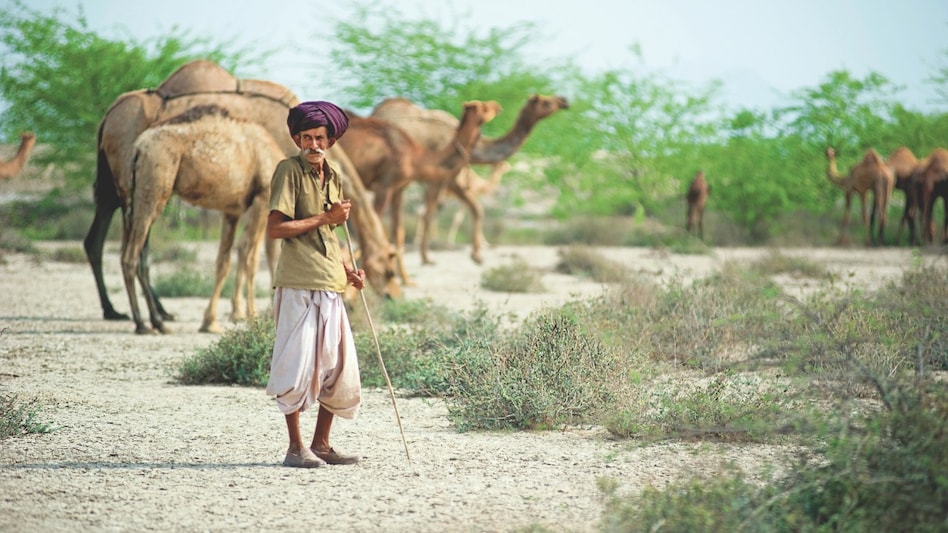 Save Camel: इसलिए कम हो रही है देश में ऊंटों की संख्या, राजस्थान सरकार ने बताई वजह Save Camel: इसलिए कम हो रही है देश में ऊंटों की संख्या, राजस्थान सरकार ने बताई वजह