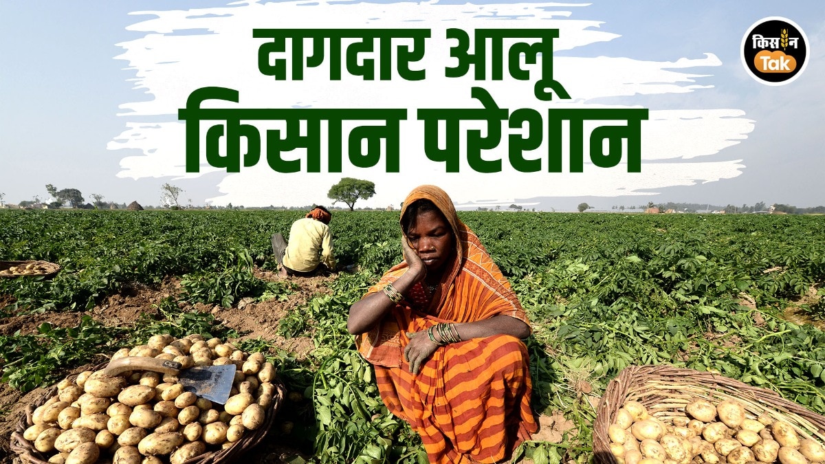 Potato famer issue: दागी आलू ने बढ़ाई किसानों की टेंशन, स्कैब रोग से बाजार में नहीं मिल रही सही कीमत