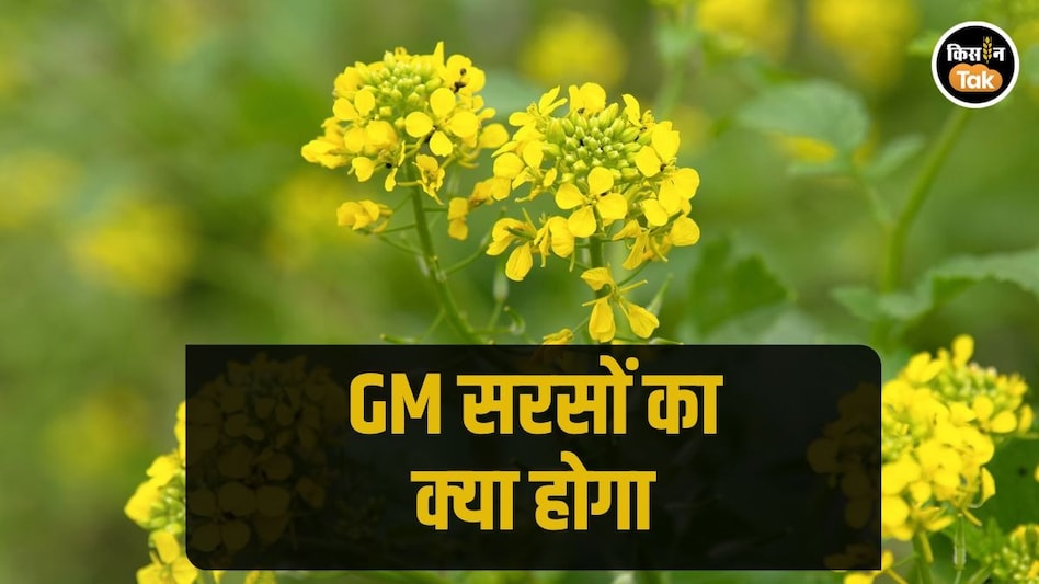 GM Mustard: जीएम सरसों को मंजूरी देने के करीब सरकार! जानिए इस पर छिड़े पूरे विवाद के बारे में भी GM Mustard: जीएम सरसों को मंजूरी देने के करीब सरकार! जानिए इस पर छिड़े पूरे विवाद के बारे में भी