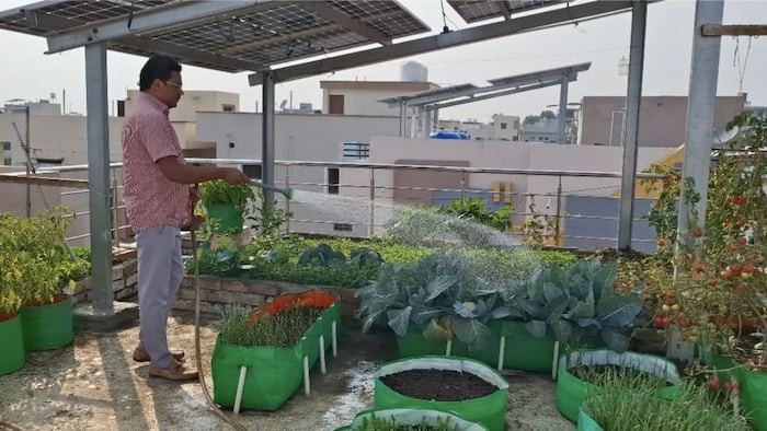छत पर 'विषमुक्त' सब्जियों का बाग