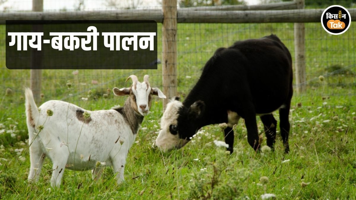 Cow-Goat Farming: गाय नहीं बकरी पालने वालों की बढ़ रही भीड़, गाय के मुकाबले है सस्ता और आसान 