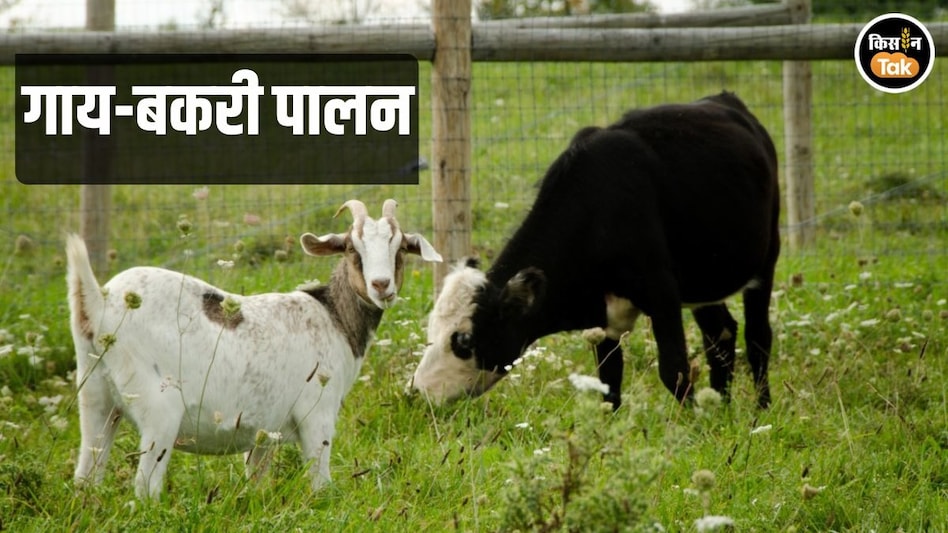 Cow-Goat Farming: गाय नहीं बकरी पालने वालों की बढ़ रही भीड़, गाय के मुकाबले है सस्ता और आसान Cow-Goat Farming: गाय नहीं बकरी पालने वालों की बढ़ रही भीड़, गाय के मुकाबले है सस्ता और आसान