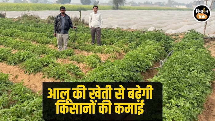 आलू की खेती से बढ़ेगी कमाई