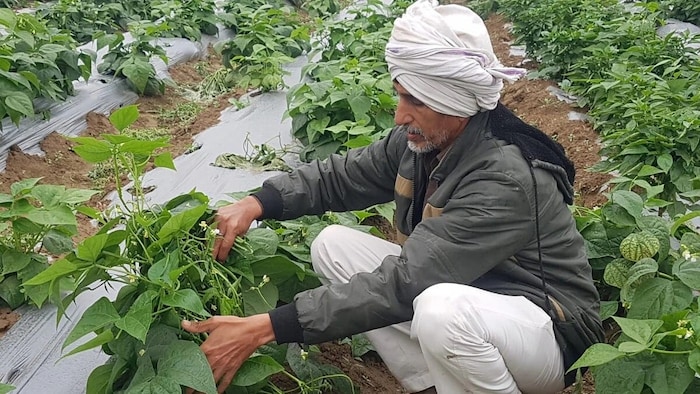 खराब मौसम में फल और सब्जियों का ऐसे रखें ध्यान