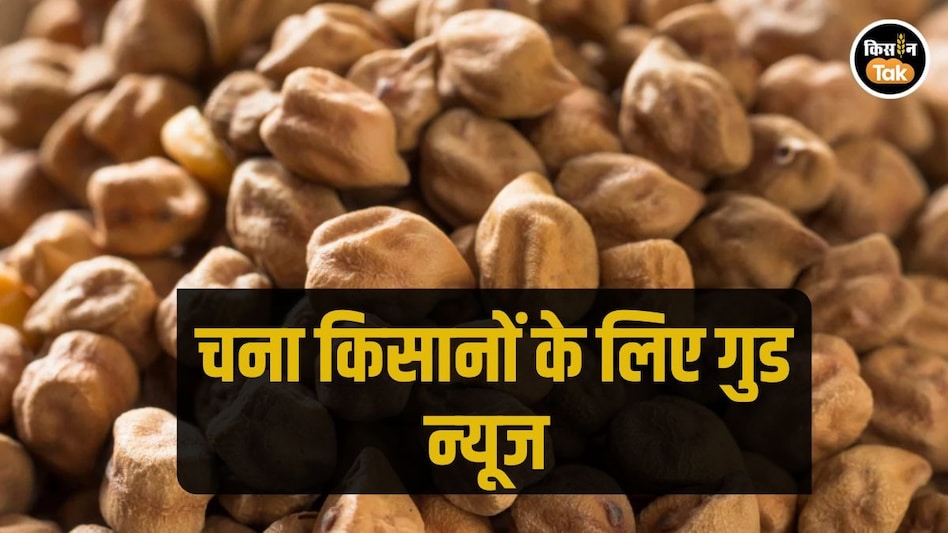 Chana MSP: केंद्र ने मानी कर्नाटक की मांग, चना किसानों के लिए किया बड़ा ऐलान Chana MSP: केंद्र ने मानी कर्नाटक की मांग, चना किसानों के लिए किया बड़ा ऐलान