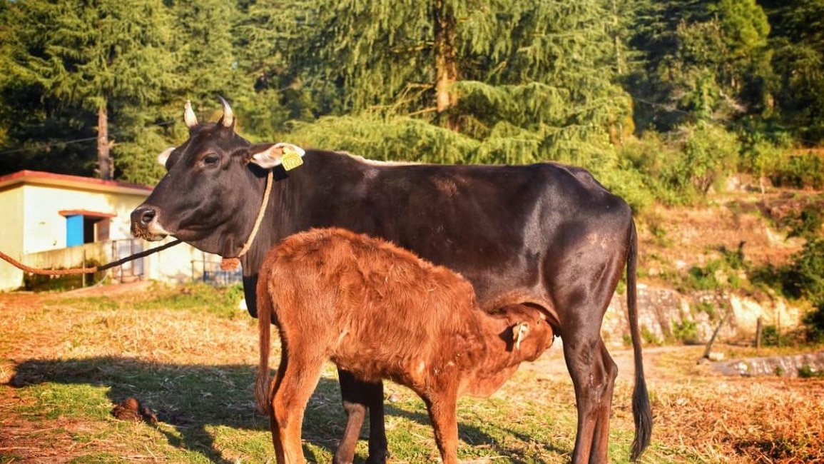 क्या है बद्री नस्ल की खासियत