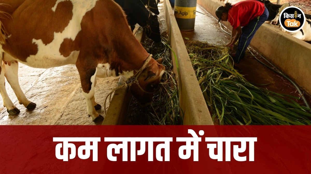 Dairy wastewater management