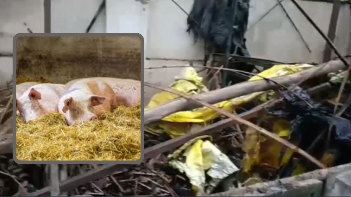 सूअरों की मौत