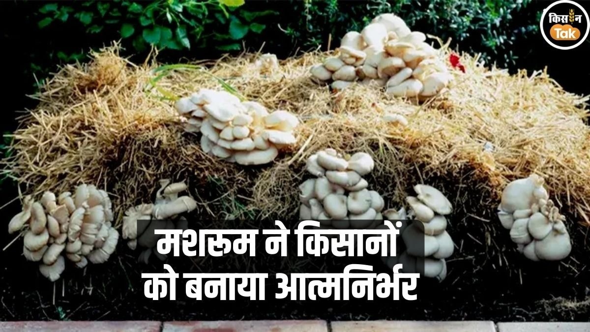 मशरूम से बदल रही किसानों की किस्मत, कम खर्च में हो रही जबरदस्त कमाई