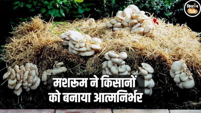 मशरूम की खेती