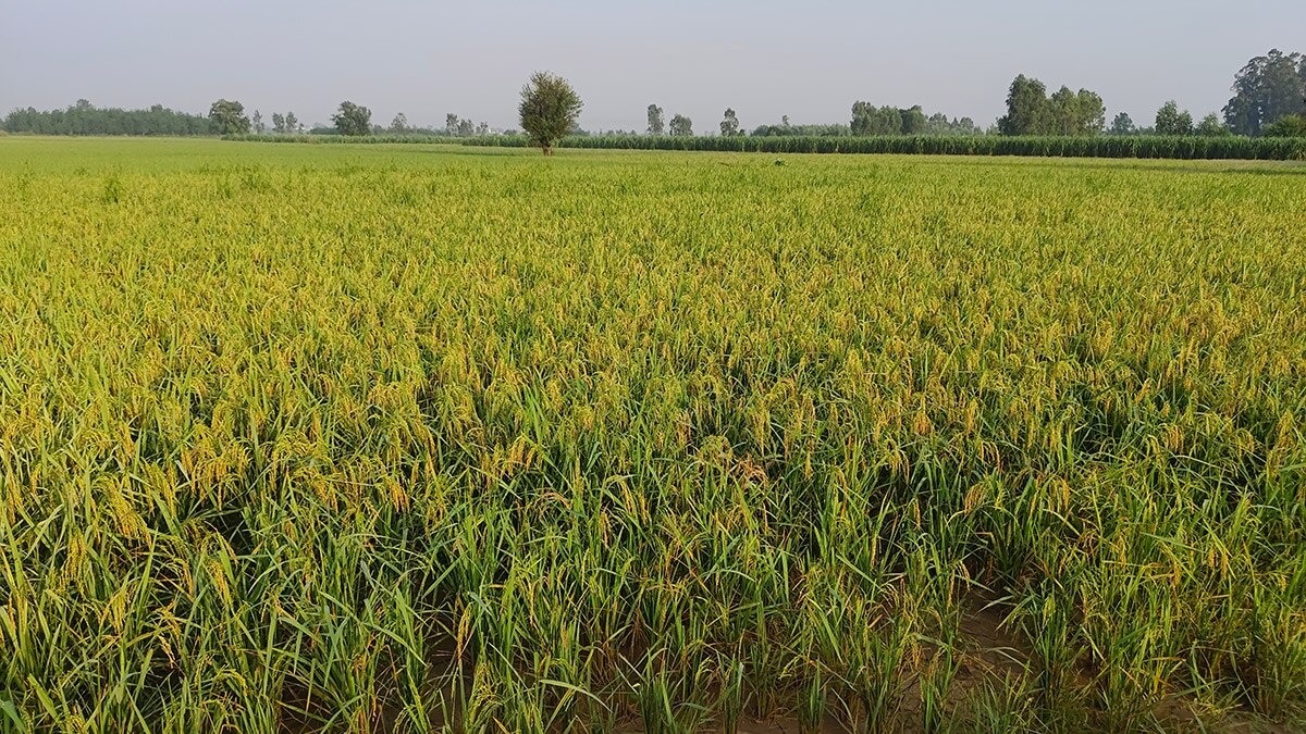 अमरावती में किसानों को मिले 115 रिटर्नेबल प्लॉट्स, ई-लॉटरी के जरिए किसानों को मिला अपना हक