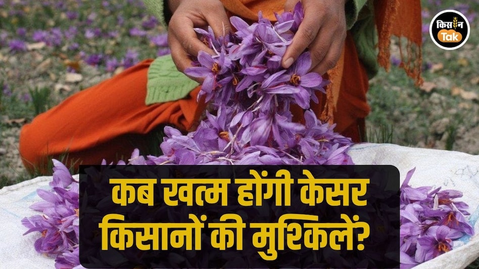 Kashmir Saffron: कश्मीरी केसर का दाम आसमान पर, फिर भी किसान घाटे में क्यों? Kashmir Saffron: कश्मीरी केसर का दाम आसमान पर, फिर भी किसान घाटे में क्यों?