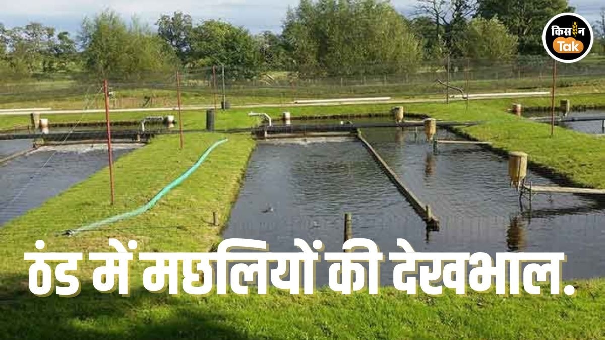 Fish Pond Care: बारिश और ठंड में तीन लेवल पर ऐसा होना चाहिए मछलियों का तालाब मैनेजमेंट 