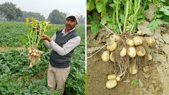 चिप्सोना-1 आलू की वैरायटी बेस्ट मानी जाती है यह एक जल्दी पकने वाली आलू की किस्म है