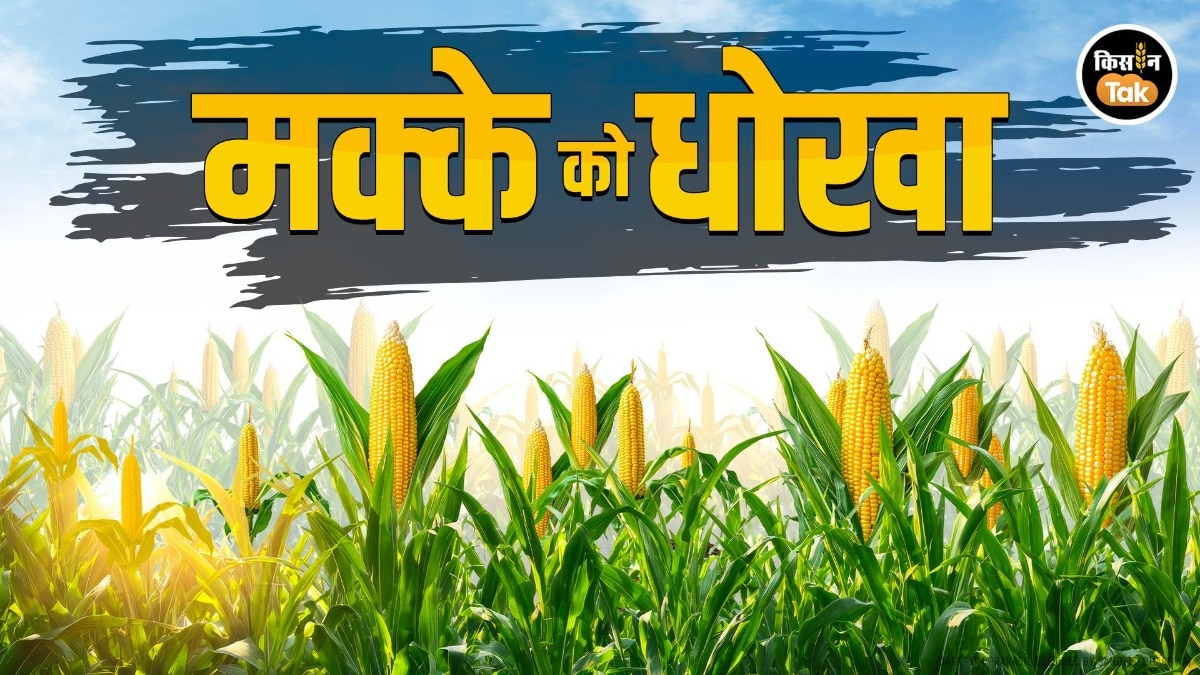 क्यों ग‍िर गया है मक्के का दाम? 