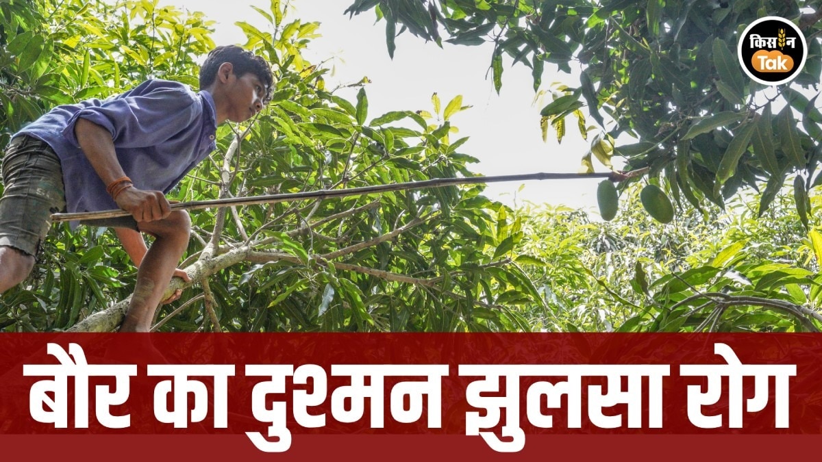 Mango orchard care: सावधान! आम के बौर में लग सकते हैं ये खतरनाक कीट और रोग, लापरवाही पड़ेगी भारी