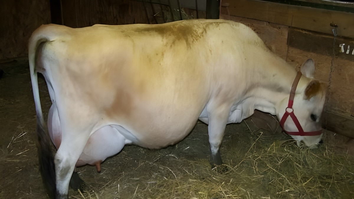 Tips for Animal Pregnancy: पहला बच्चा देने के बाद बांझ न हों गाय-भैंस तो जरूर अपनाएं ये 17 टिप्स 