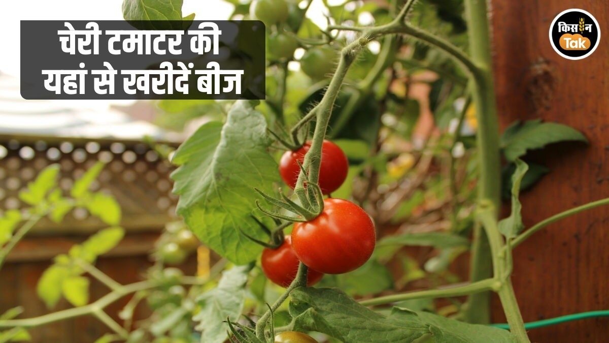 Cherry Tomato: इस महीने गार्डन में उगाएं चेरी टमाटर, ये सरकारी वेबसाइट बेच रही सस्ते में बीज
